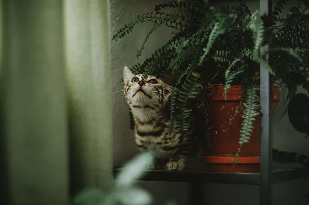 Cat exploring a shelf with potted fern, showcasing a curious expression in a cozy indoor setting.